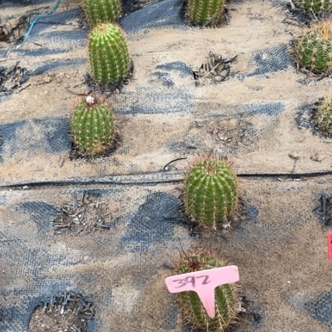 星光会随机发一个微瑕392