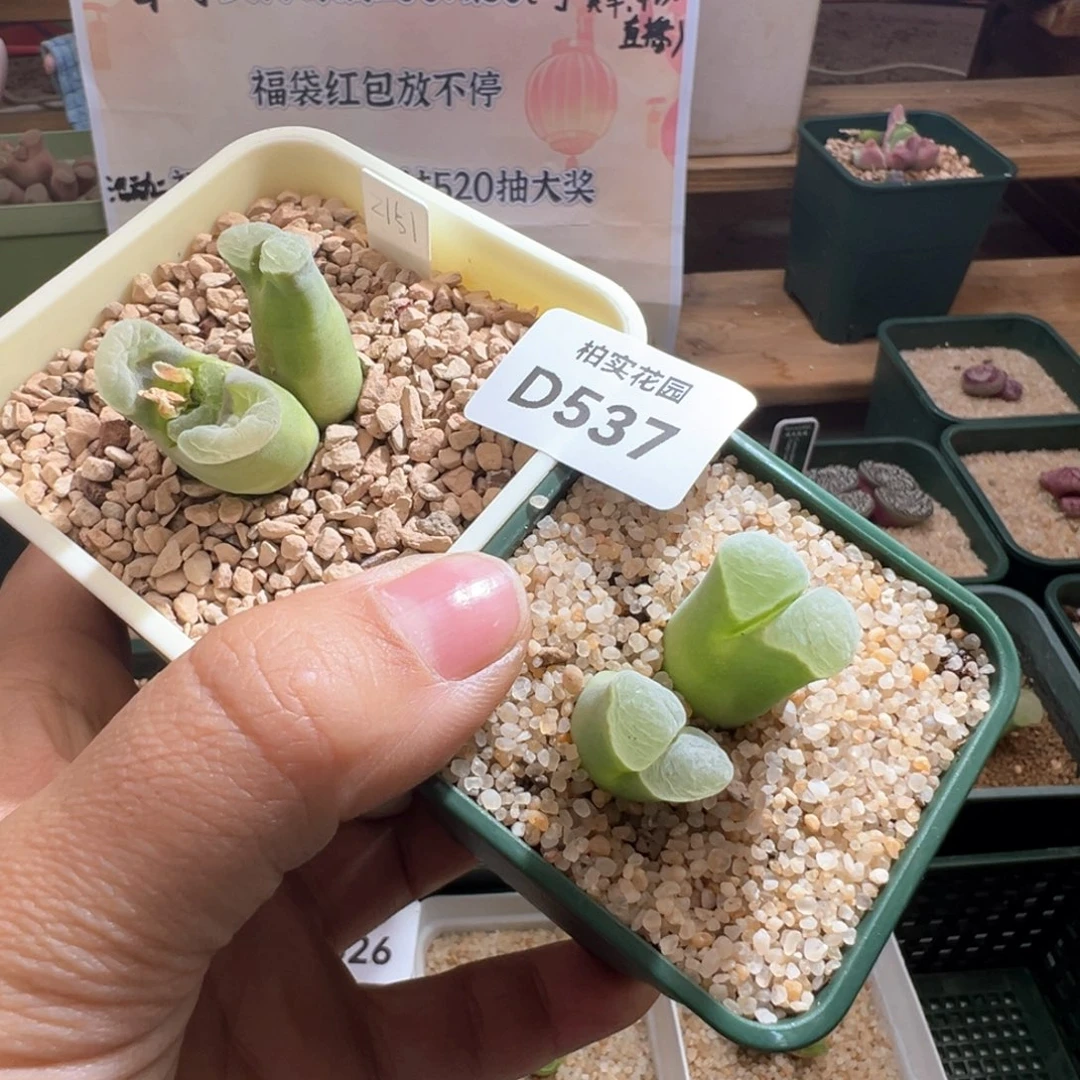 小*537。青蛙优选2151母本两颗