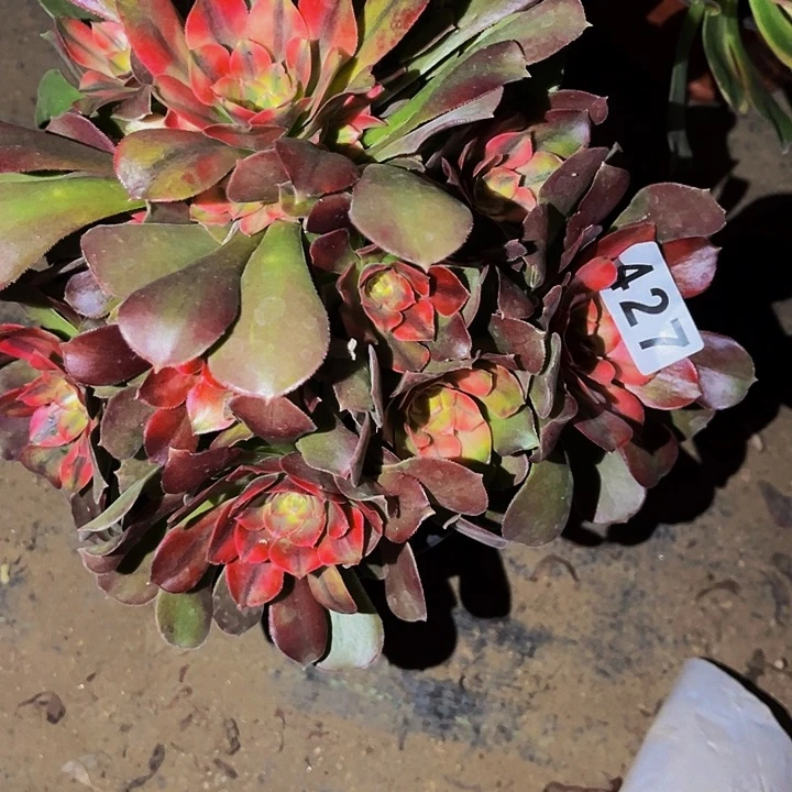 427香妃多肉植物处理不售后