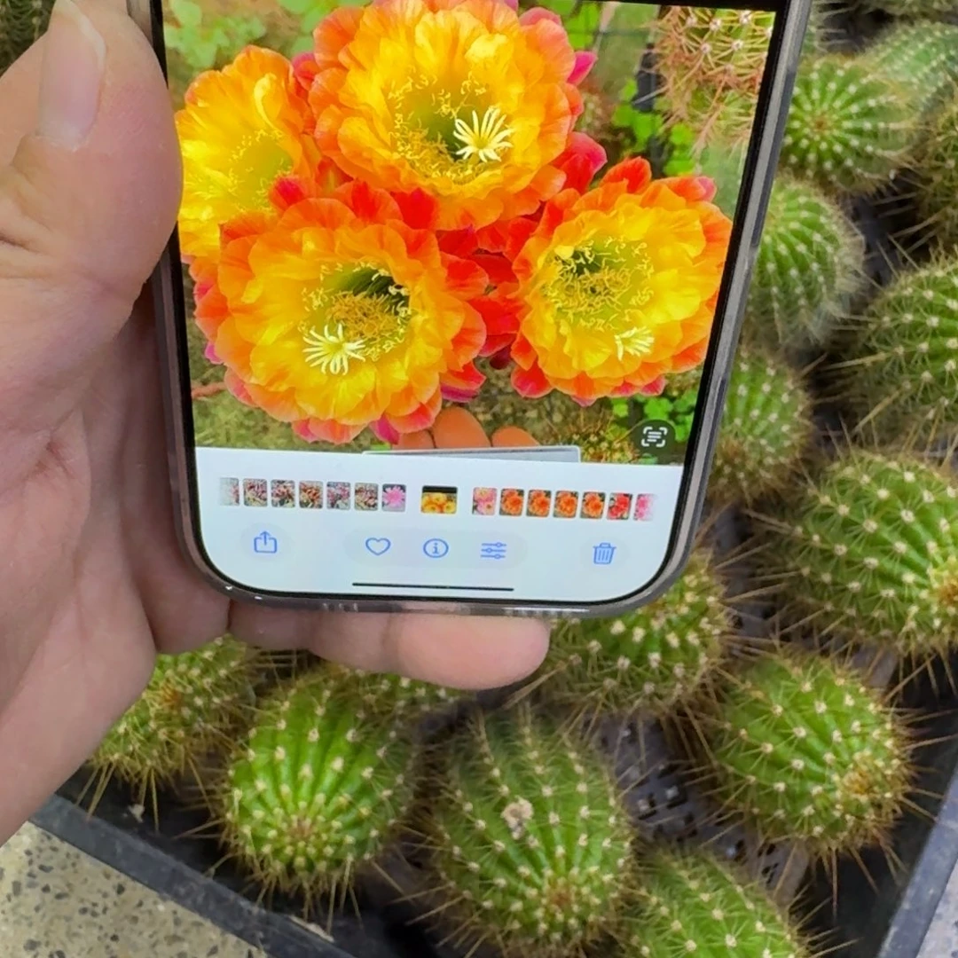 360毛花柱大满贯歪无根侧牙4公分左右，20包邮