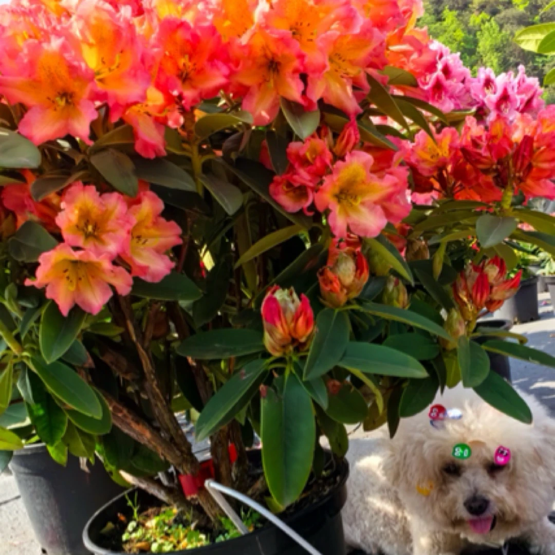 太阳神欧洲进口庭院品种高山杜鹃12年桩，地栽，盆栽