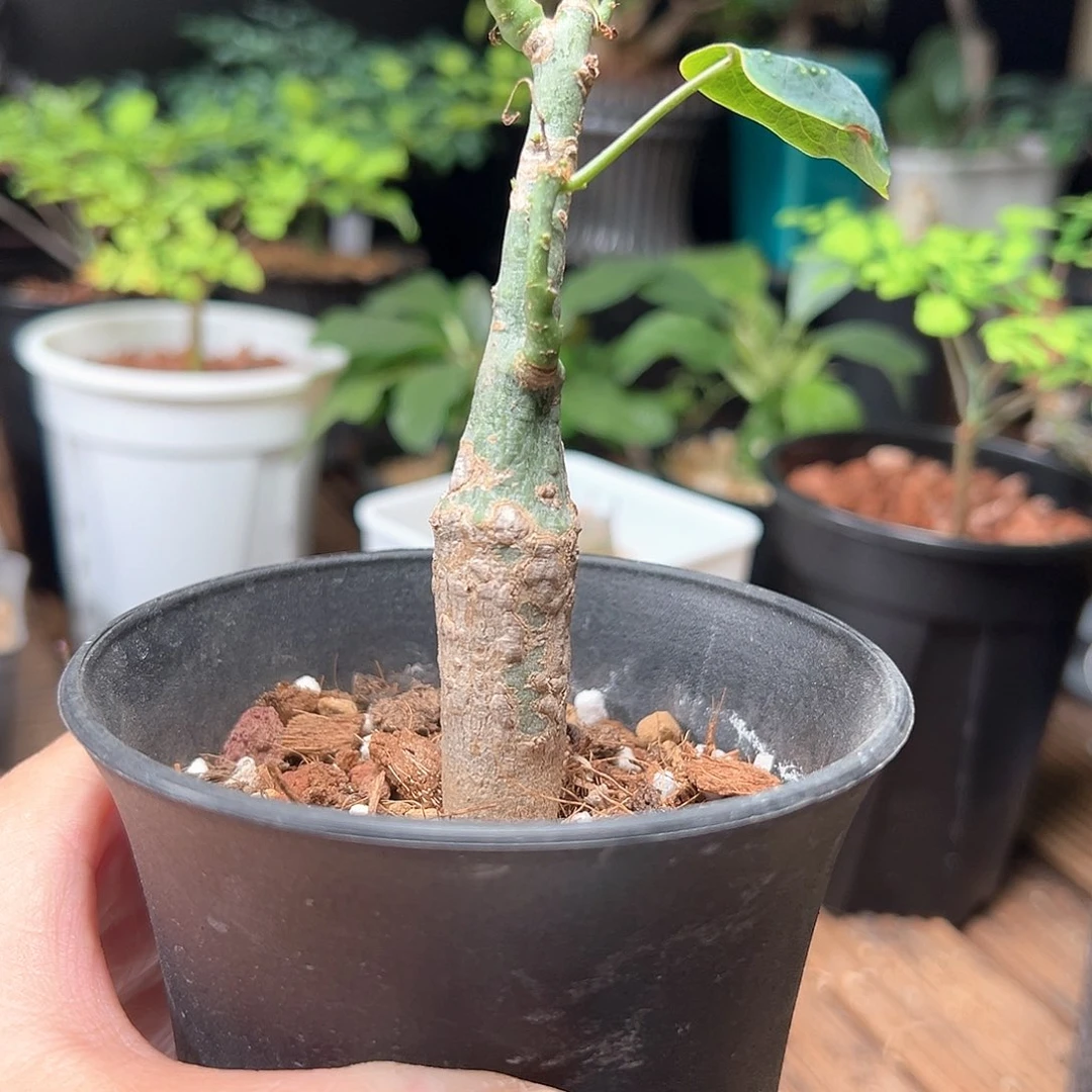 红叶西番莲带盆包邮