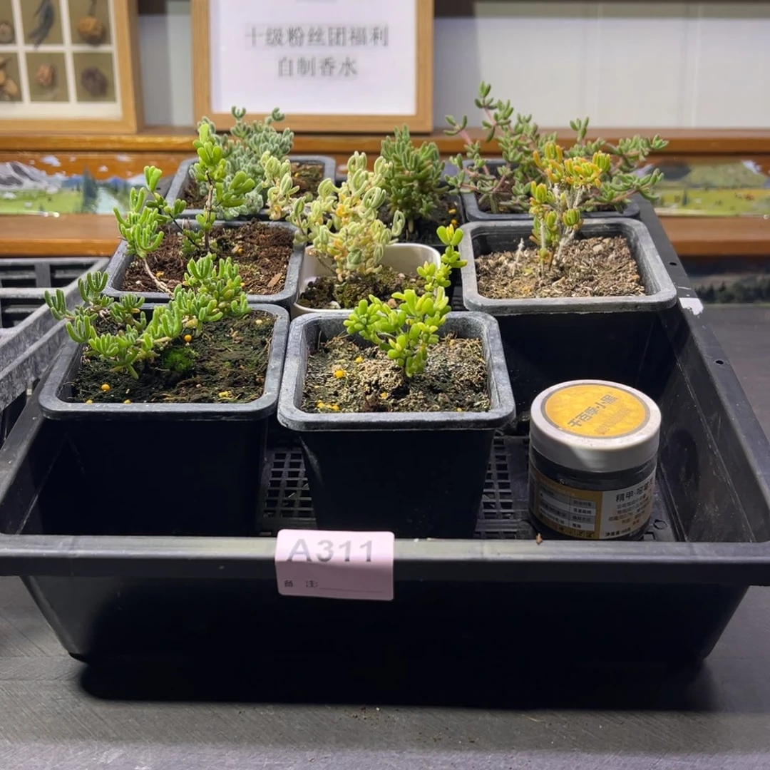 枝干番杏多肉植物311
