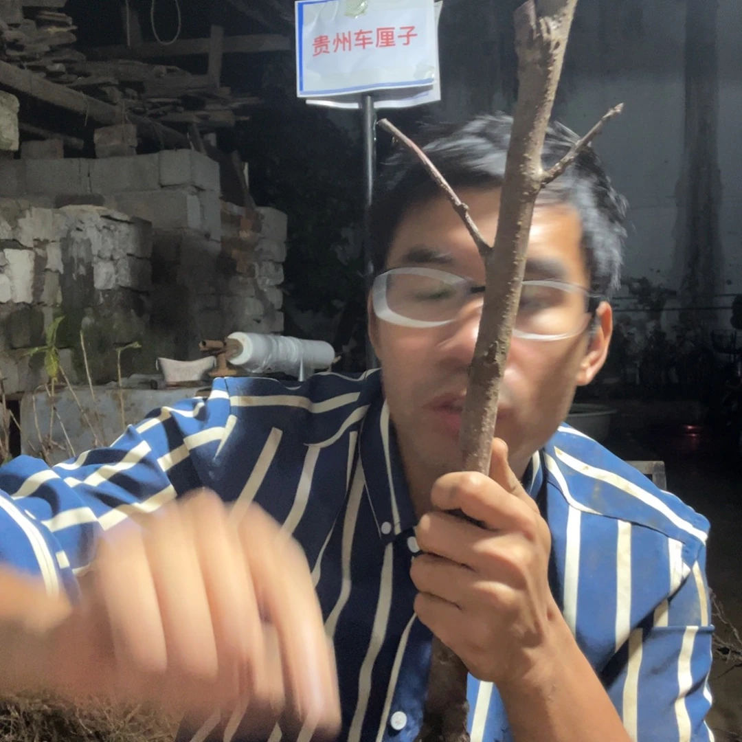 当前无花栽培后可以开花320