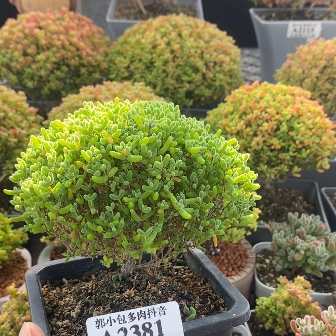 宸***咪蜜橘糖球2381枝干番杏