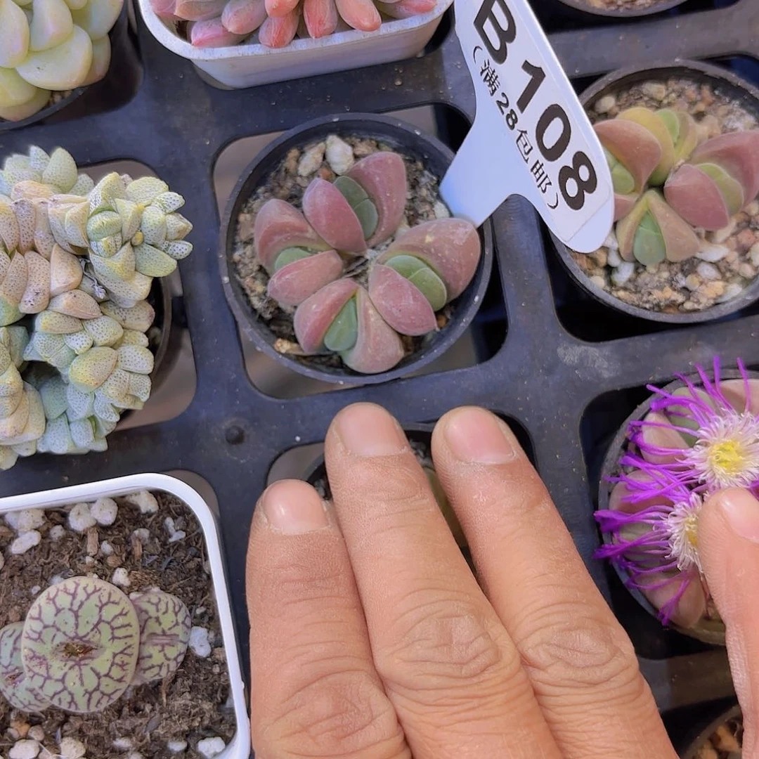 B108无比玉一物一拍