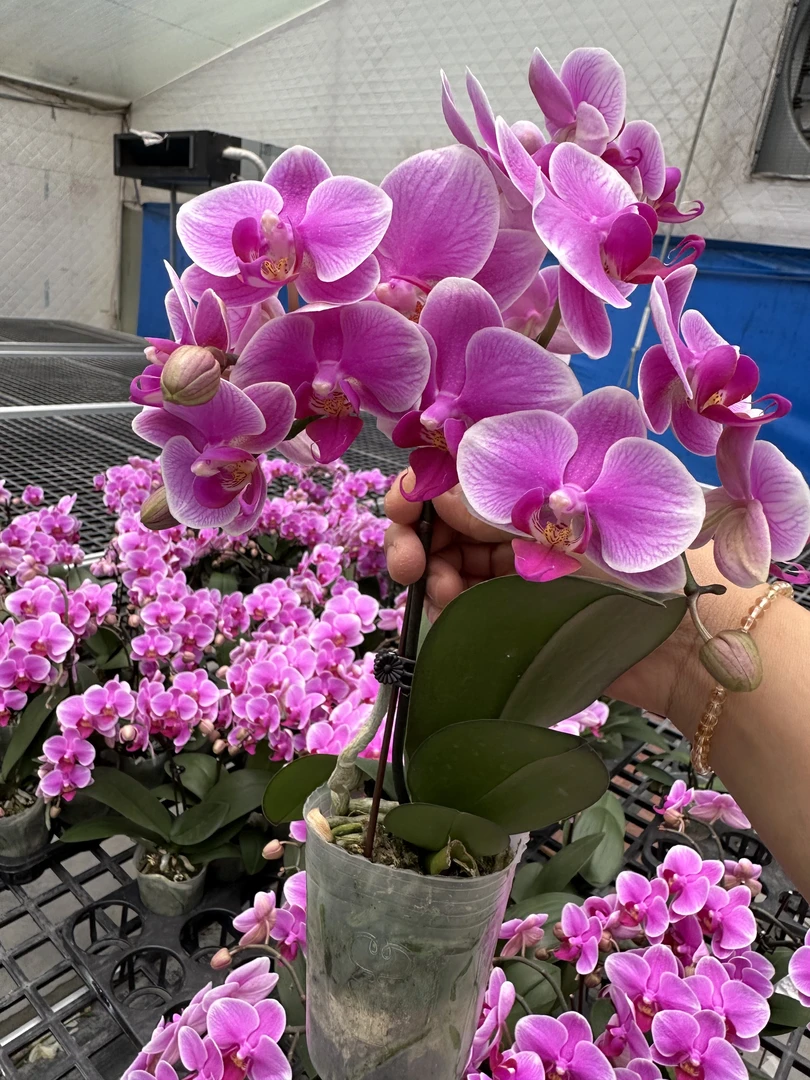 蝴蝶兰【红霞飞】粉色少女系带花带花苞办公室梳妆台