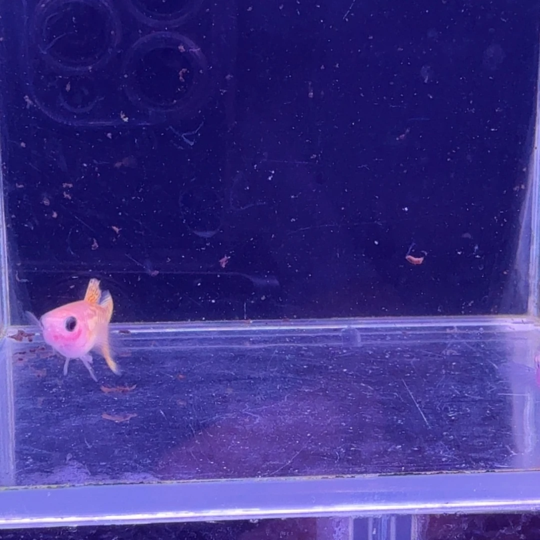 孔雀鱼黄金蕾丝玻璃猫1对