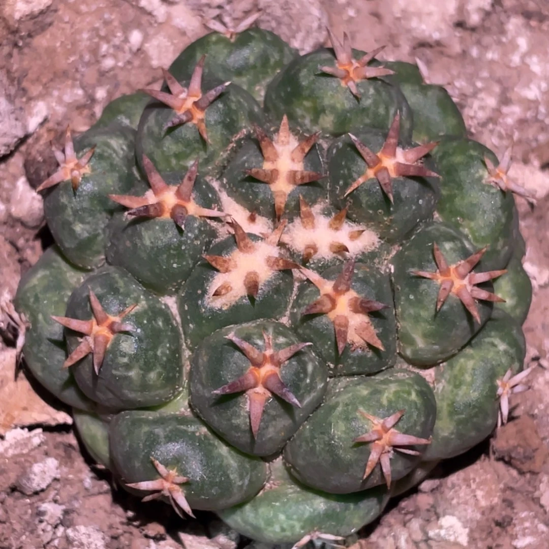 全部花朵自根 象牙丸 仙人球