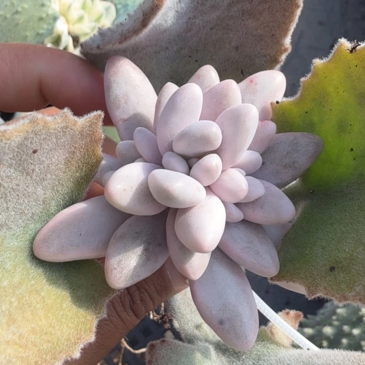 粉色恋人锦腹轮锦的锦