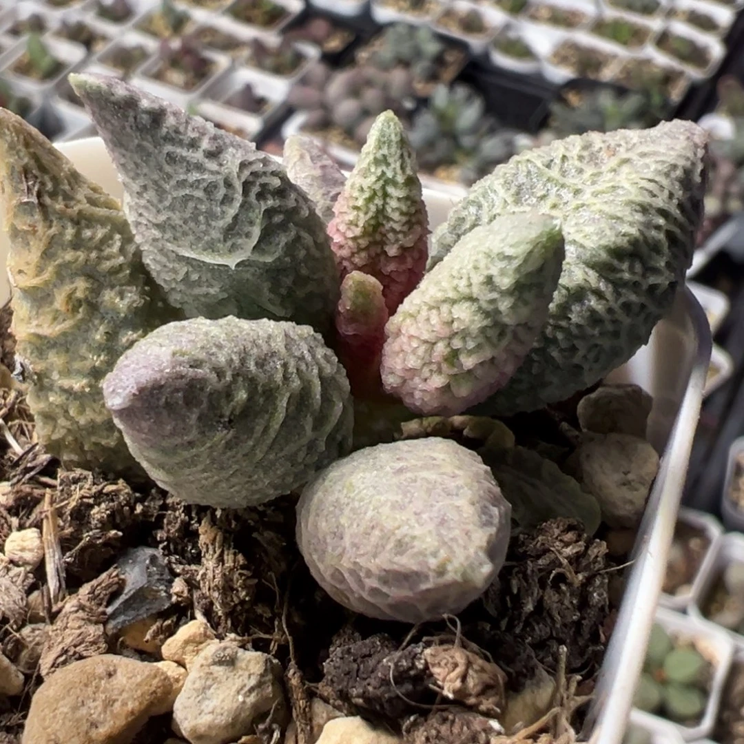 融化纹冰激凌单头纯木质桩