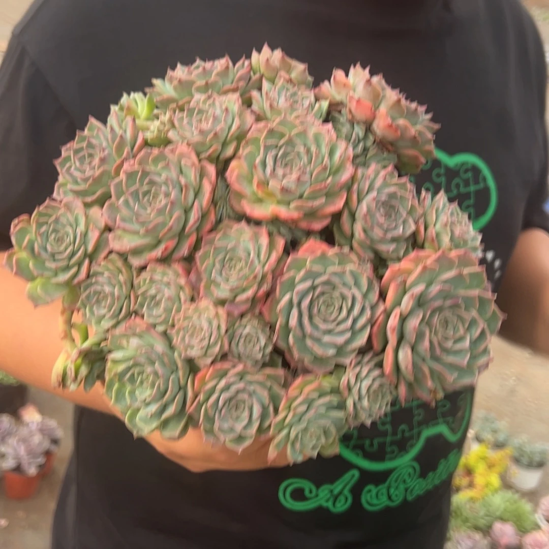 原始海滨格瑞带盆土，160杯