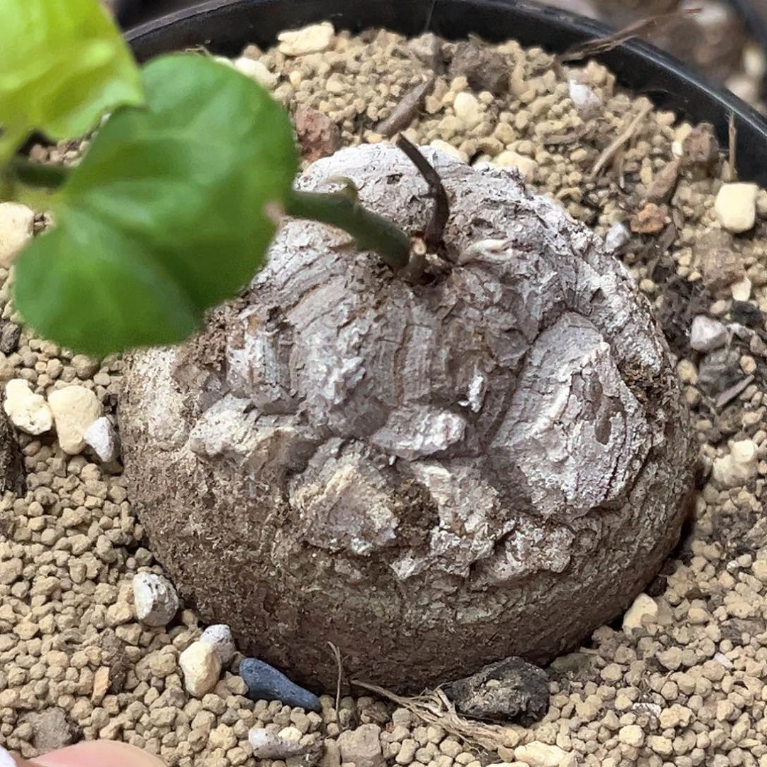 潮流植物南非龟，5.2公分