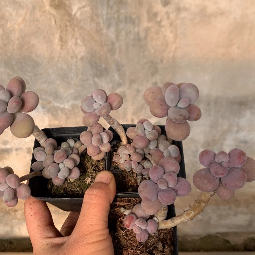 桃蛋老桩不带盆3颗42号