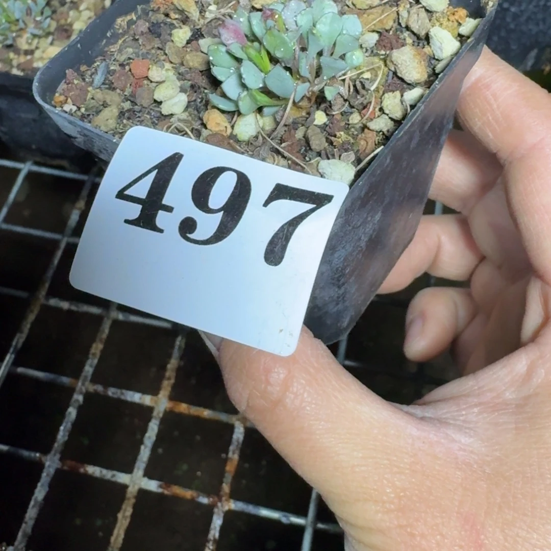 时****熔岩格加厚墩菊一物一拍