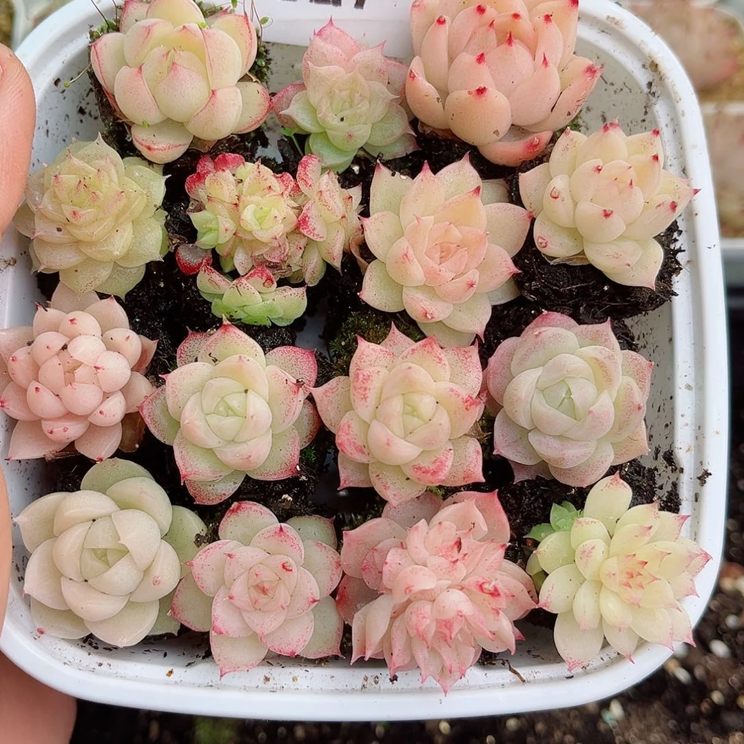 1-827 新疆西藏内蒙不发零度拍保温箱不拍不包损