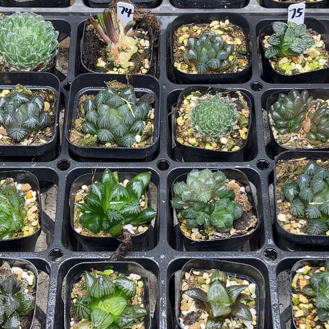 74 脱土包邮8颗福利