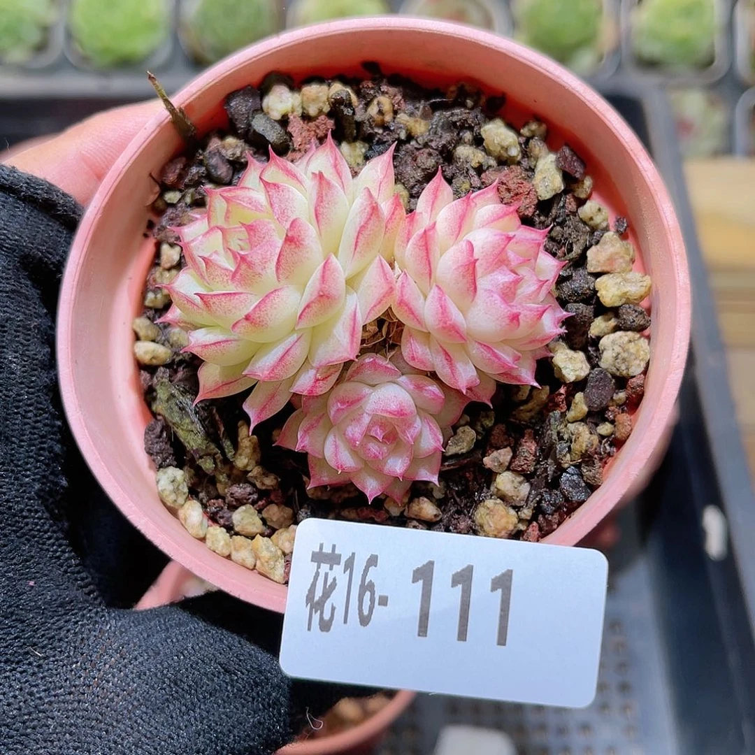 花16-111女王三头