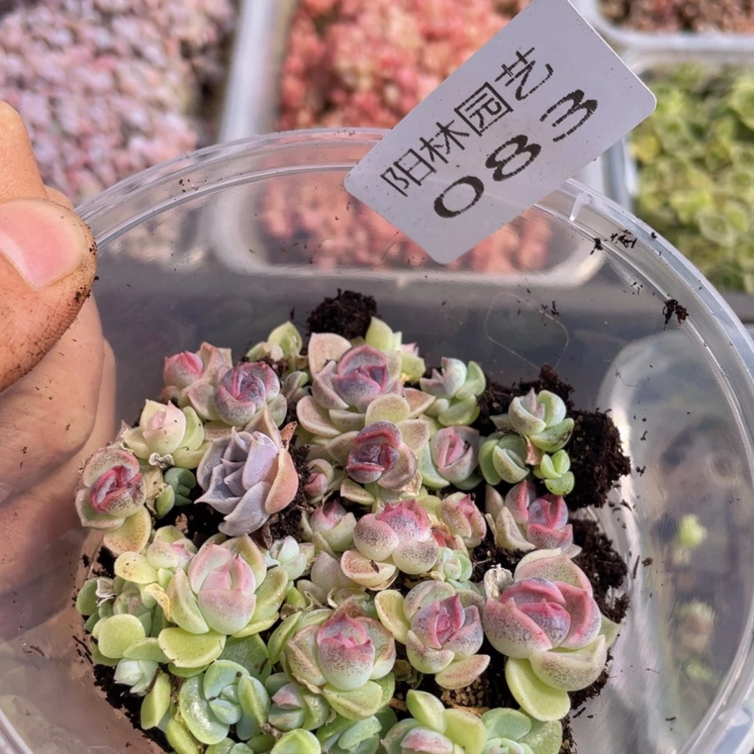 多肉植物多肉植物83