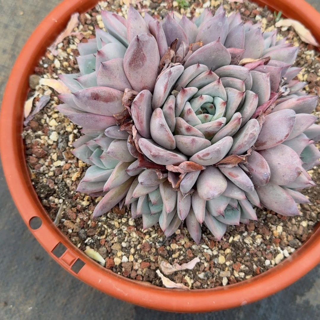 卡杂，冠幅18，发货