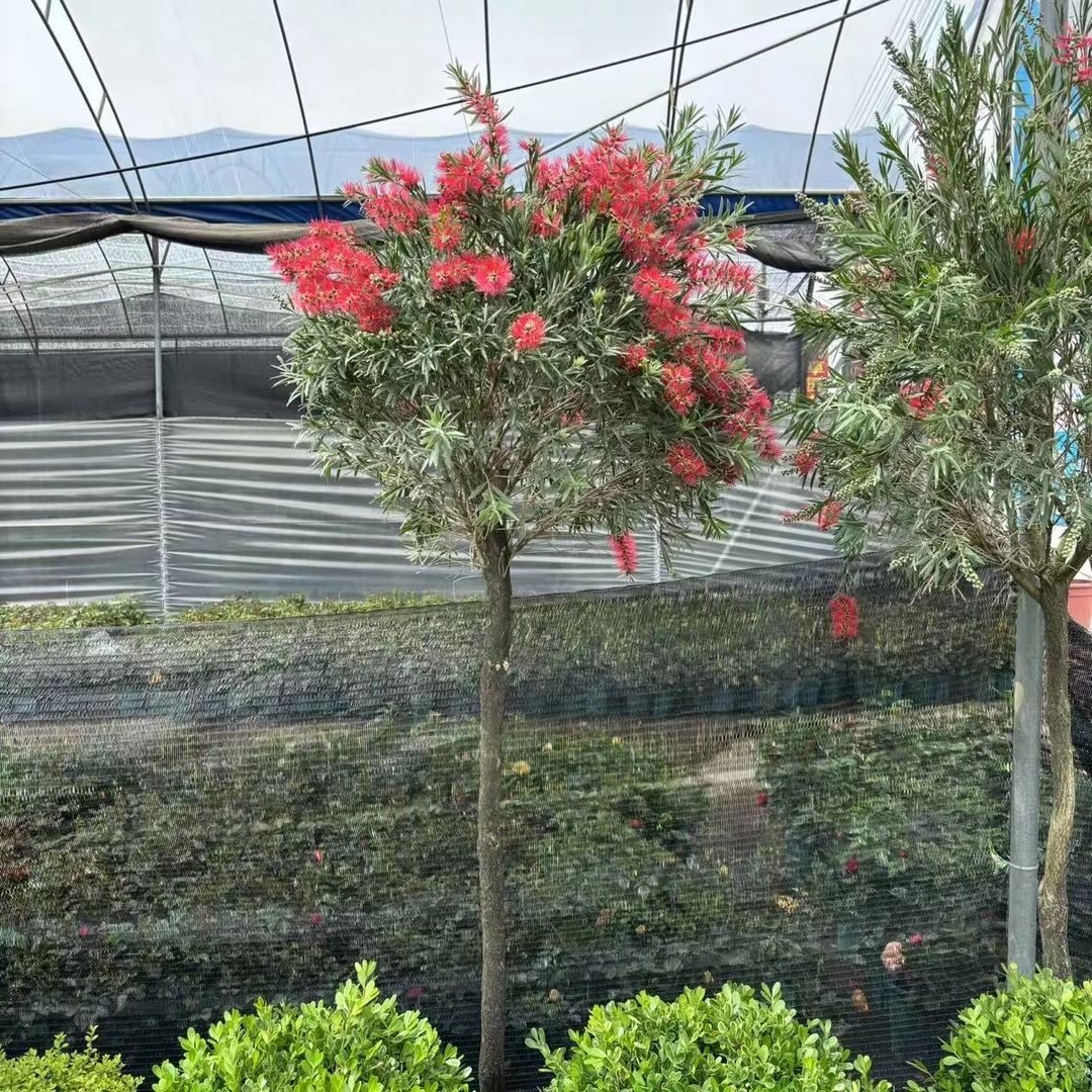 正宗红千层苗串钱柳树垂枝金宝树红瓶刷红花树苗庭院别墅绿化树苗