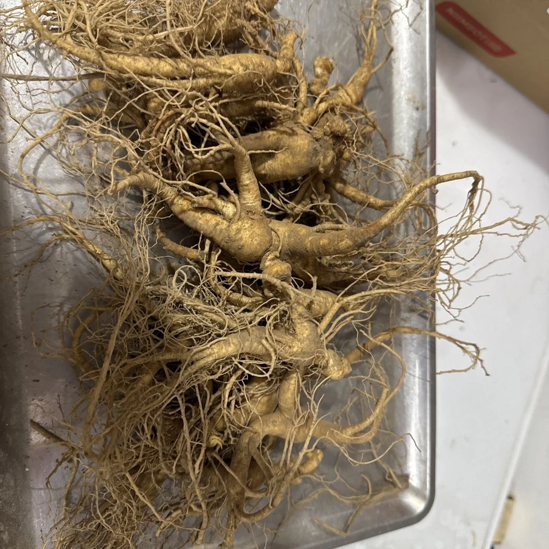 长白山新鲜带土林下参有绣有残