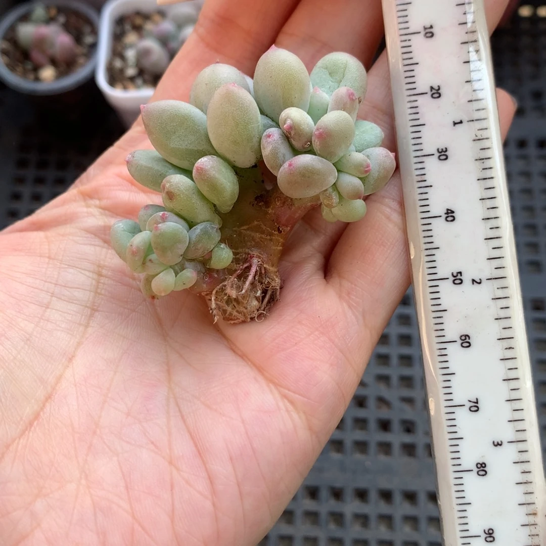 红宝石苹果奶 小书肉奶酪多肉