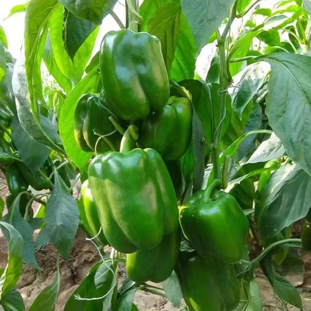 新鲜青椒 不怎么辣 450-550g
