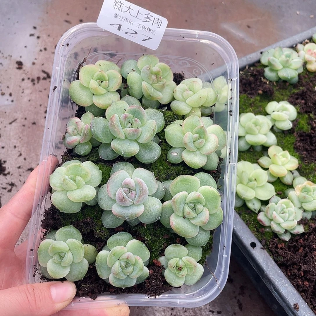 零*糕大上多肉植物427