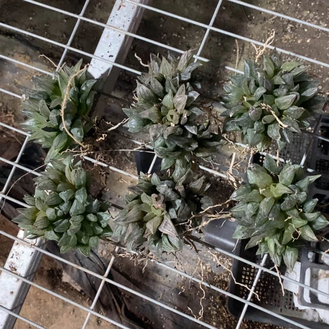 2638 一颗大双头西瓜寿 超级福利