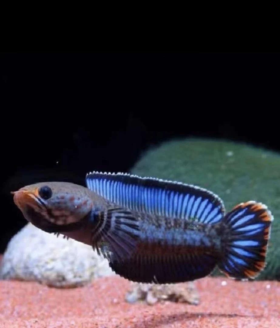 （直播挑鱼）奶茶鬼王七彩幻蓝钴蓝雷龙鱼亚热带淡水鱼（请勿下单）