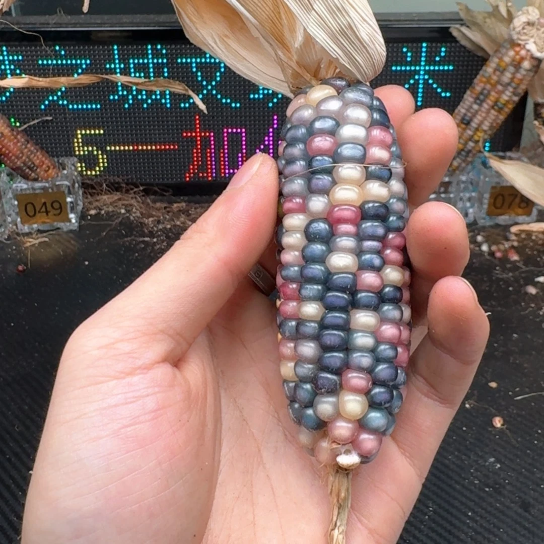 柏香籽/百香籽吊坠香**汁