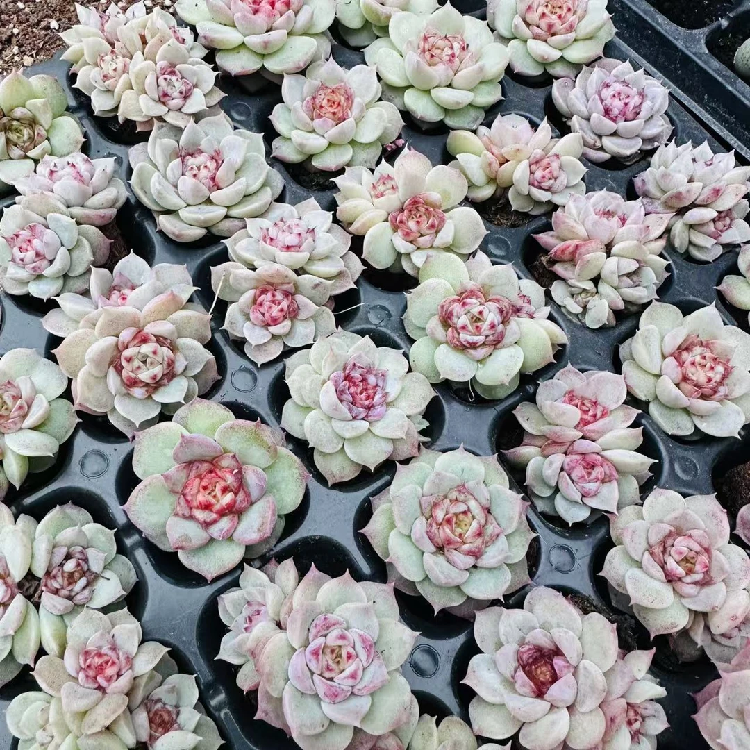 蓝丝绒穴盘  拍一发十 多肉（以直播间展示为准）