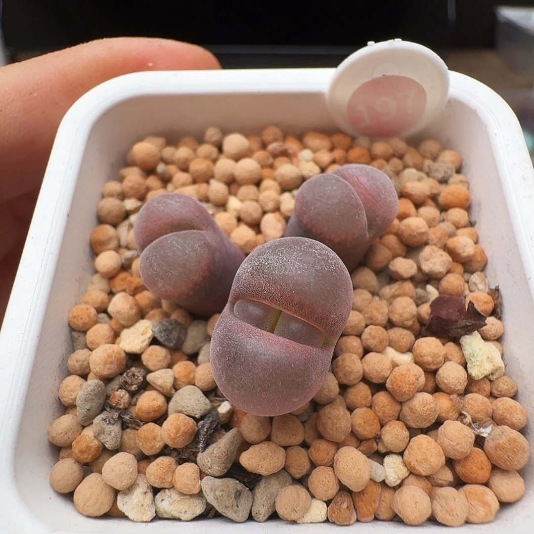 多肉植物福利风铃197