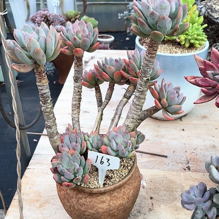 多肉植物，灰姑娘163号