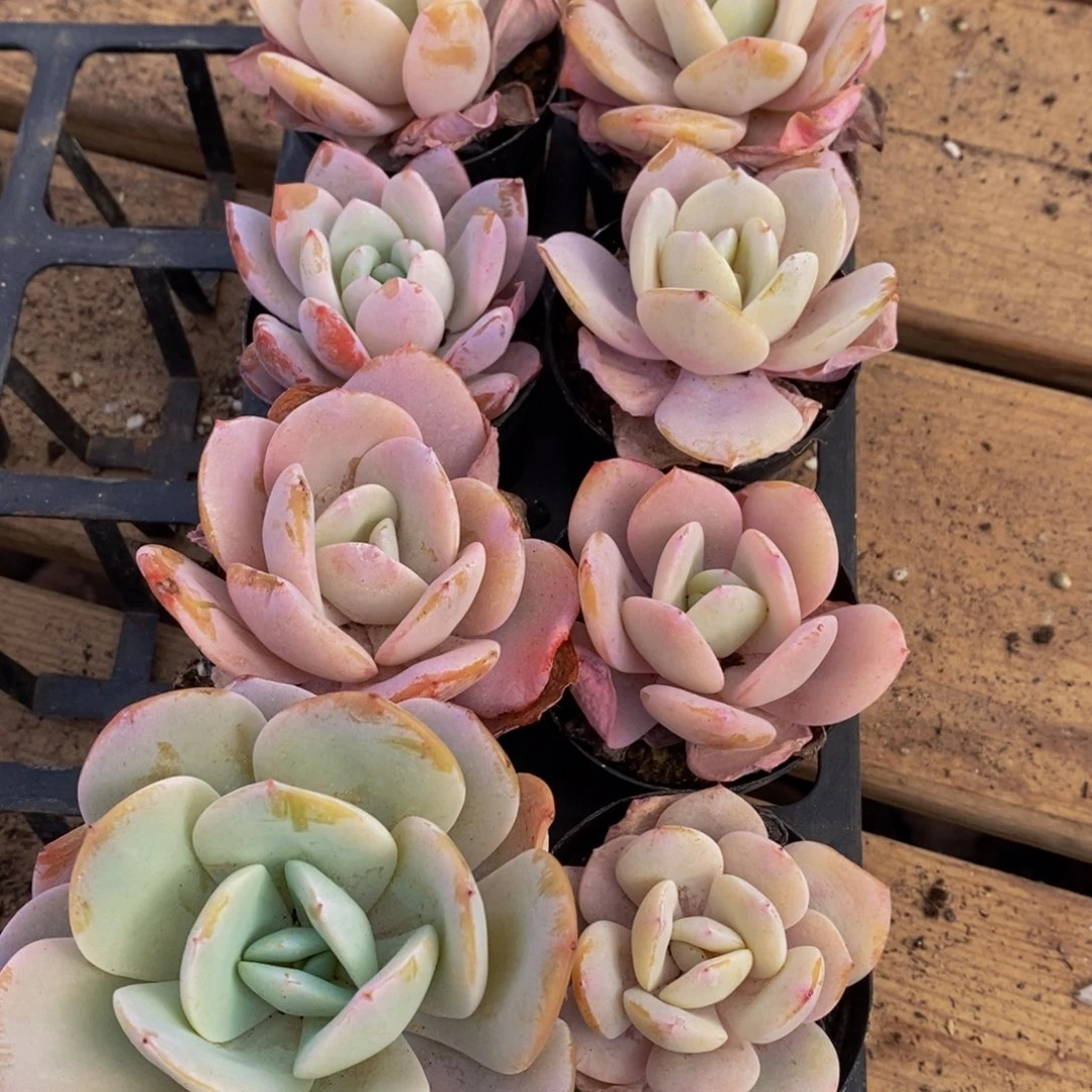 545多肉酱面的做法是