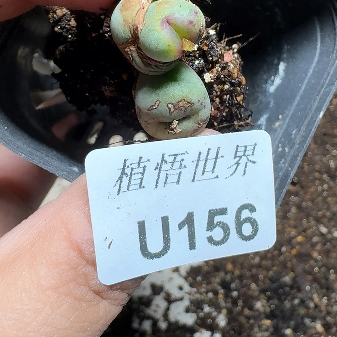 156号多肉植物哇f v