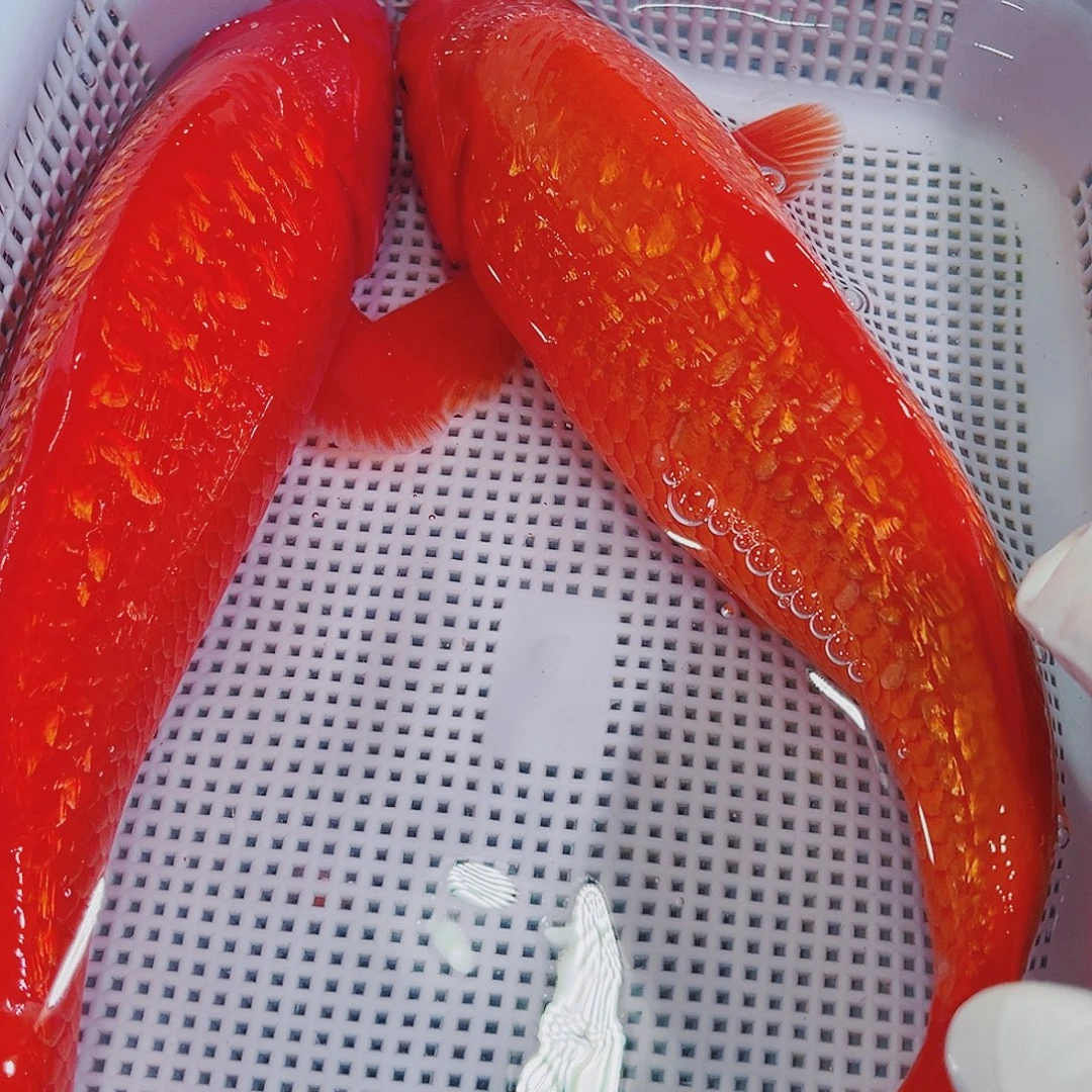 锦鲤锦鲤冷水鱼观赏