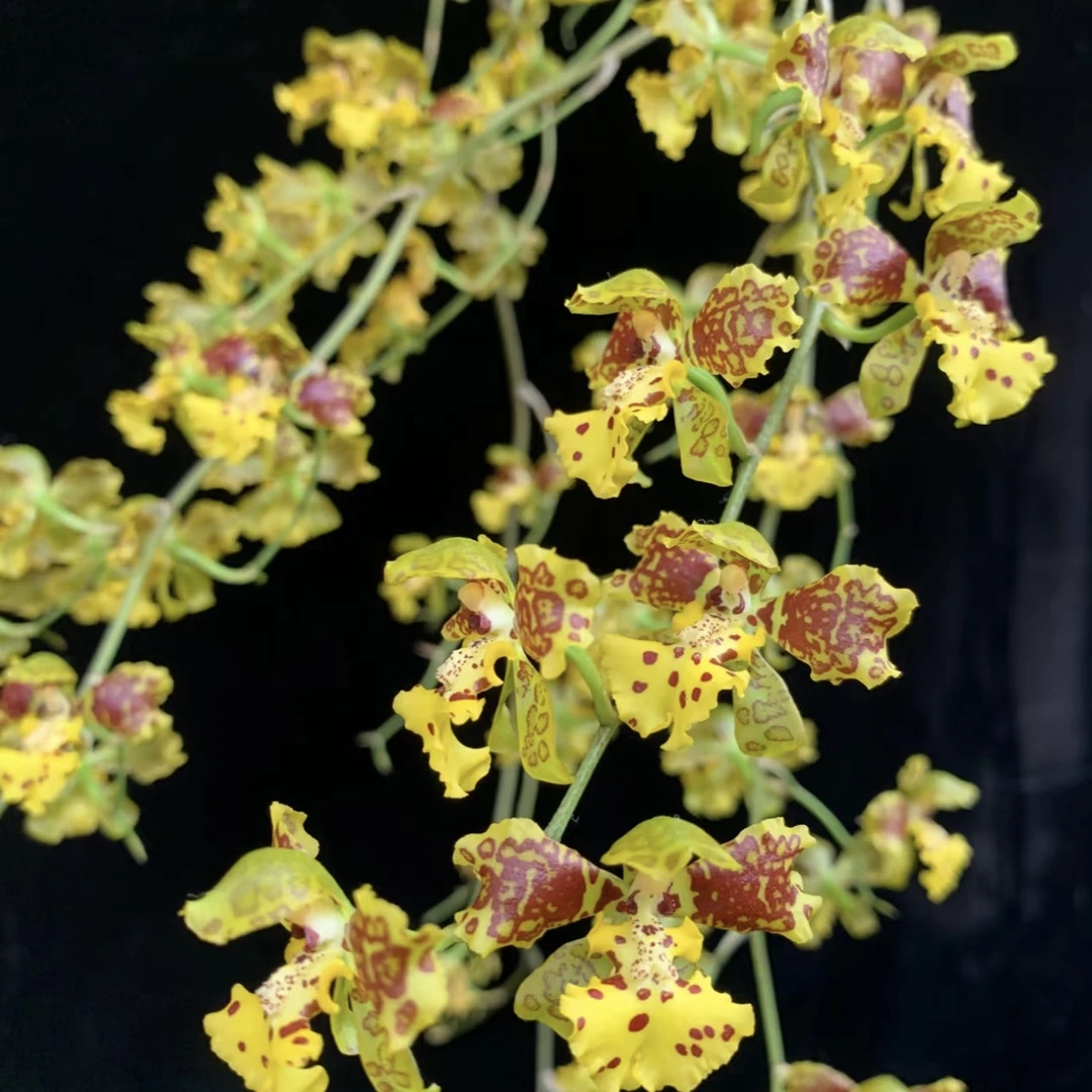 小蜜蜂梦香兰 盆栽花卉多年生室内阳台易养护发货快