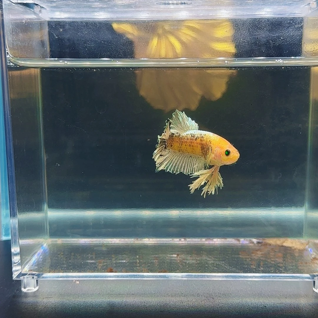 斗鱼活体观赏鱼好养耐活