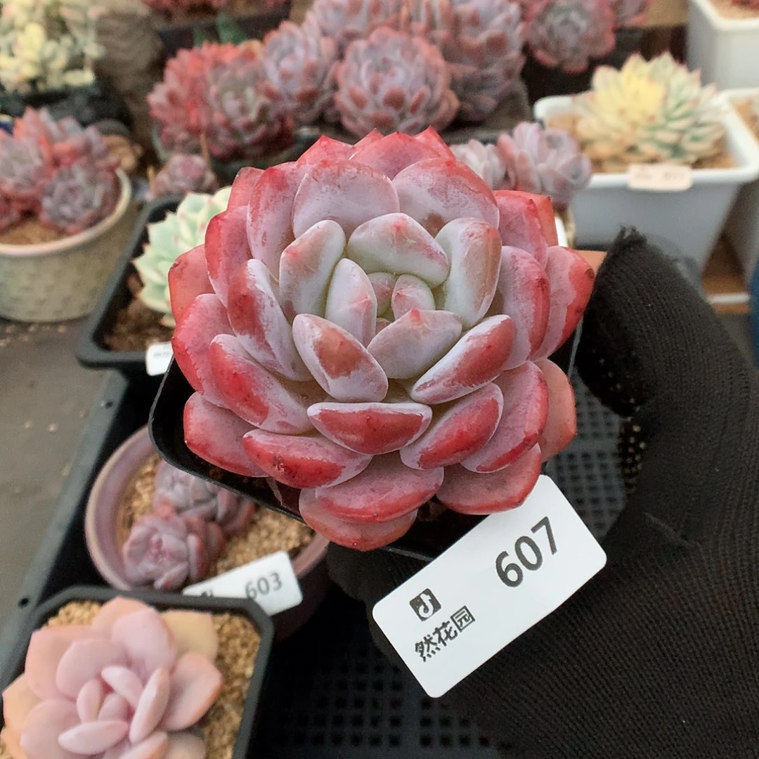 607雪天使多肉植物6666