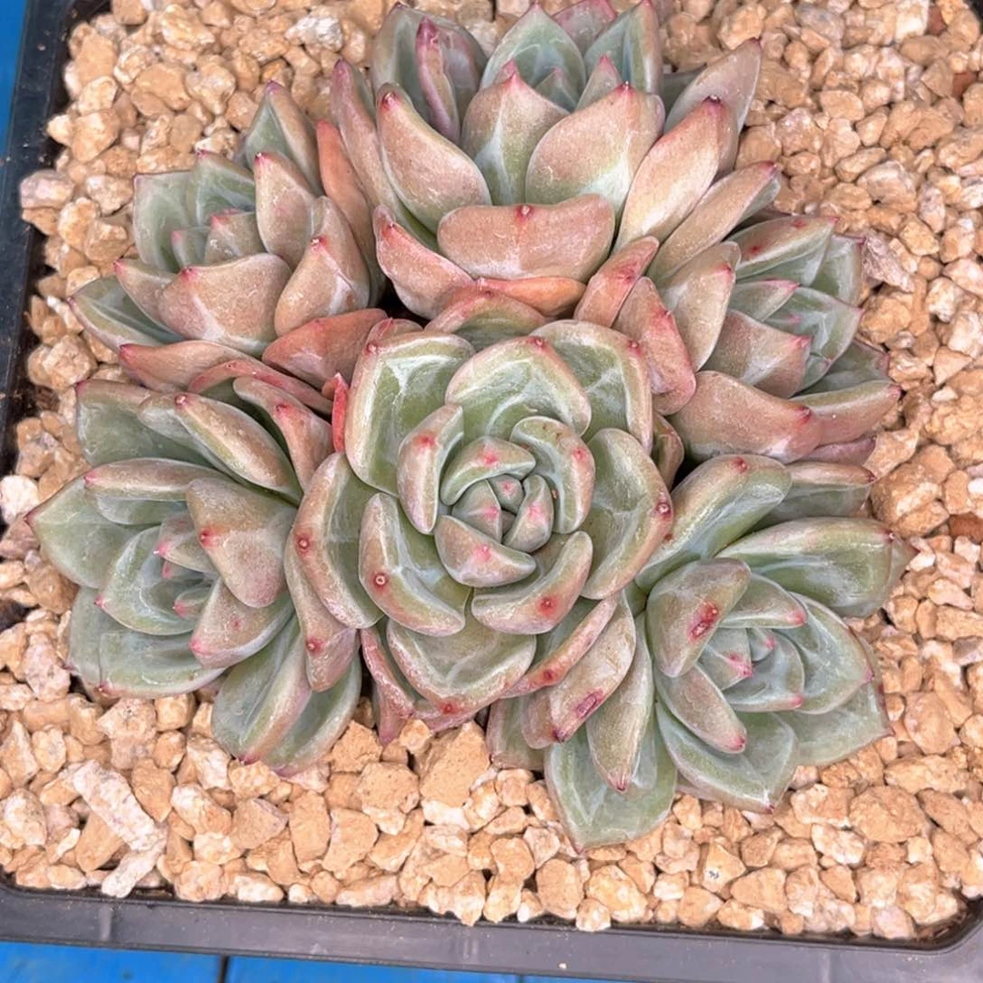 香槟群的多肉植物