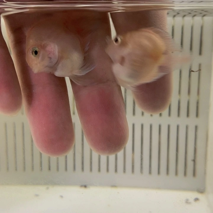 鹦鹉鱼三个半月胭脂粉一对包基因一赔三