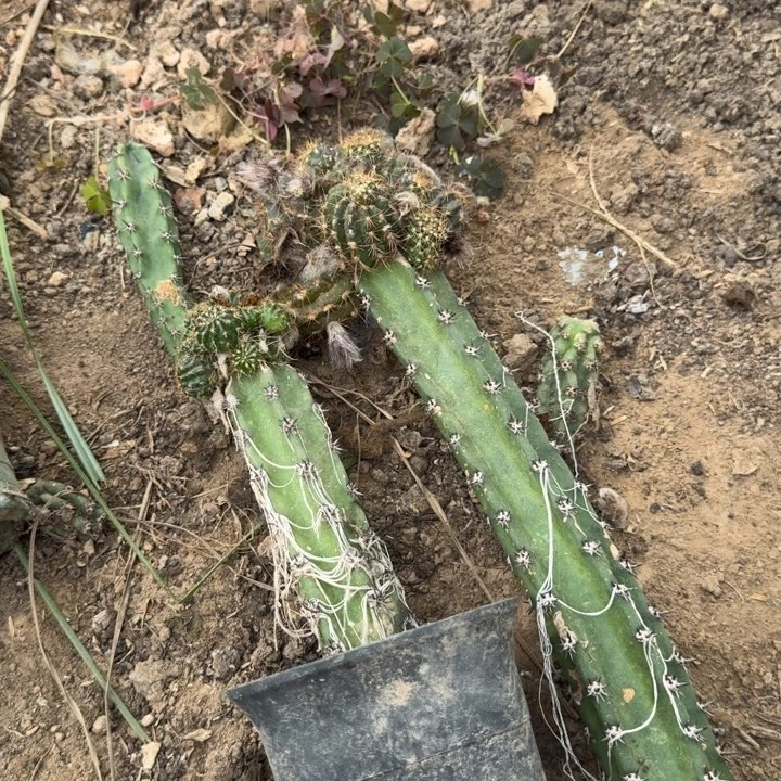 382秀普嫁接丽花斑脱土发货