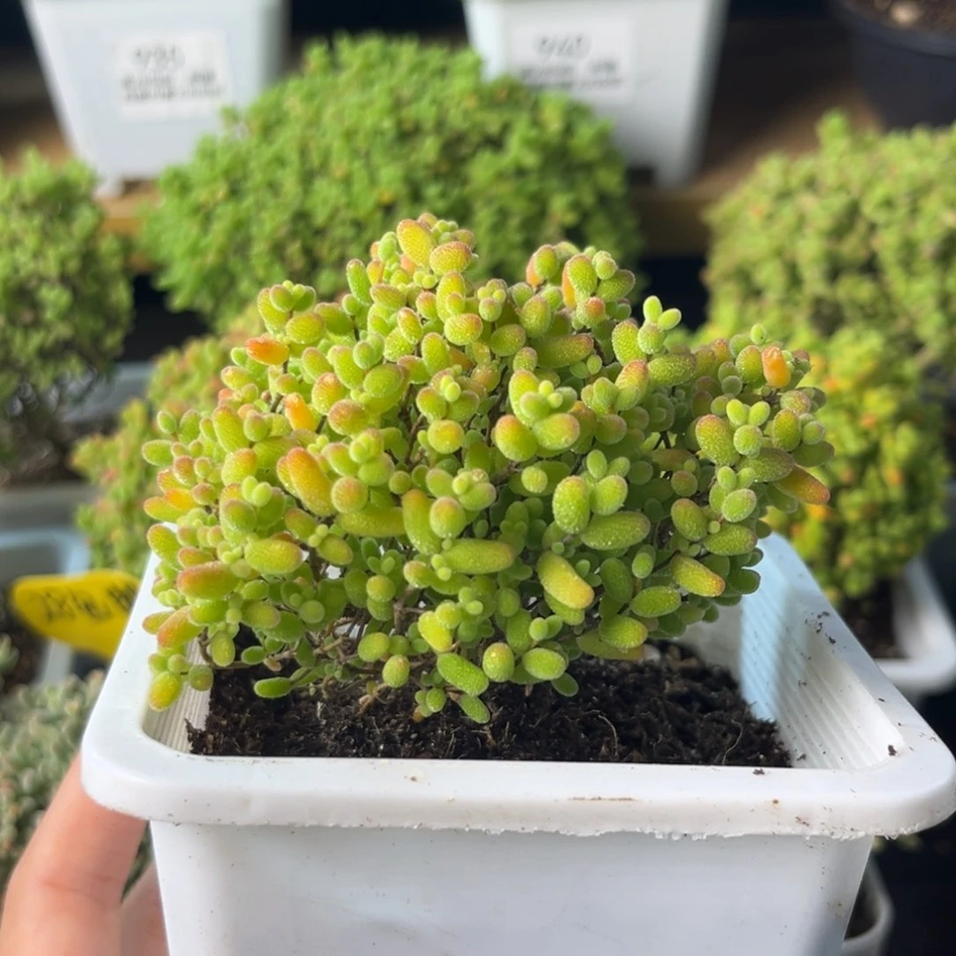 943蜜桔糖球福利