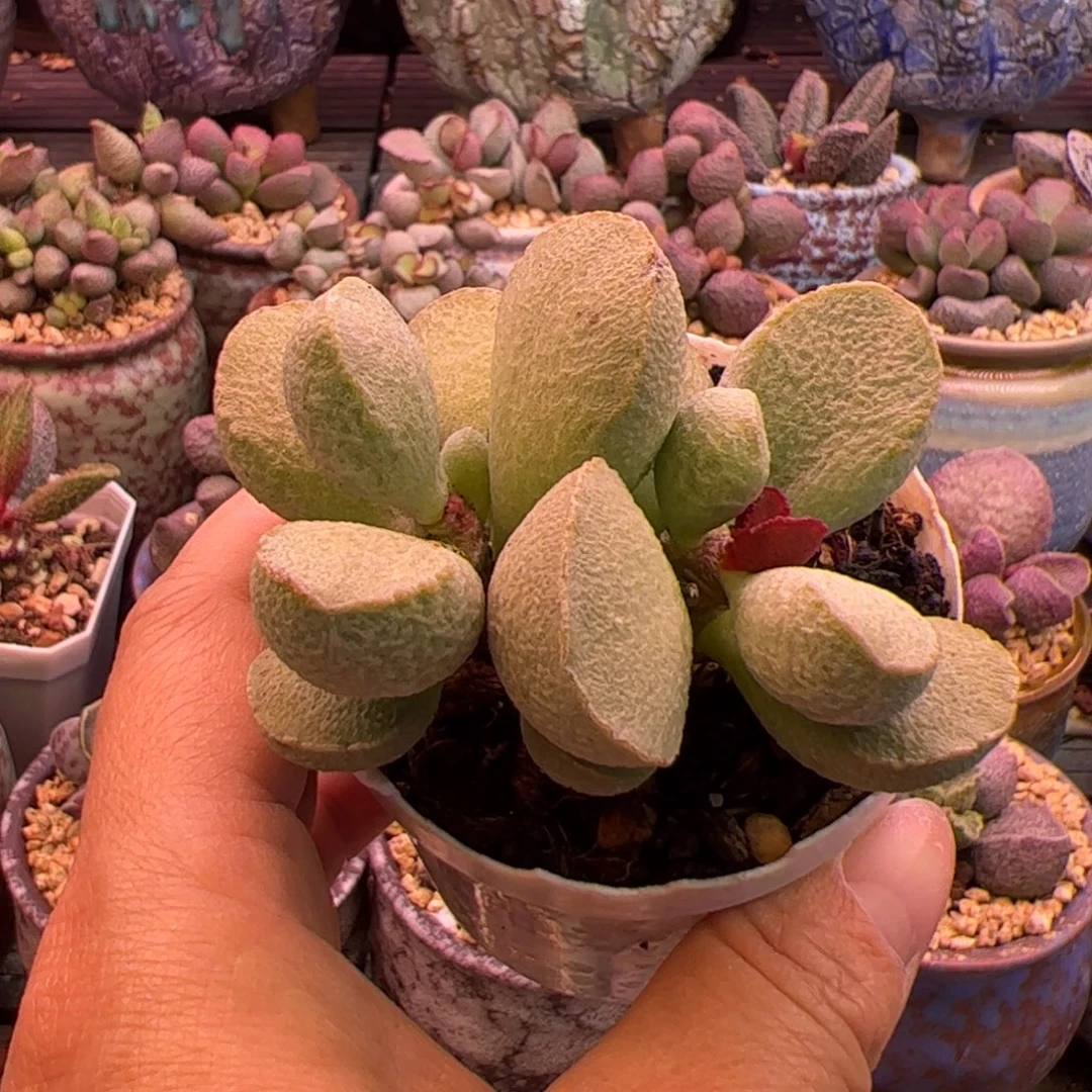 蹦***蹦绿磨砂。