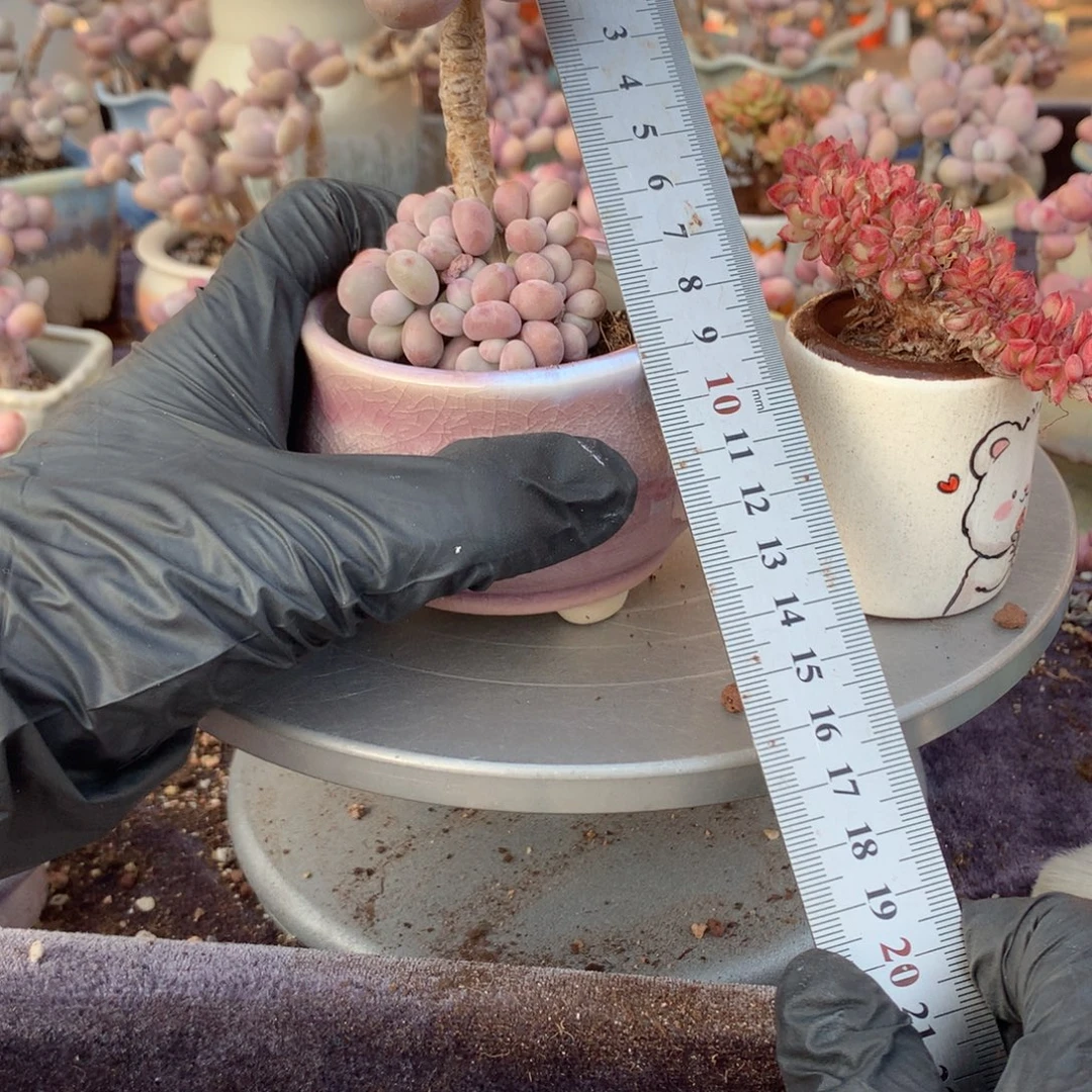 30号桃蛋带盆偏远地区不包邮的