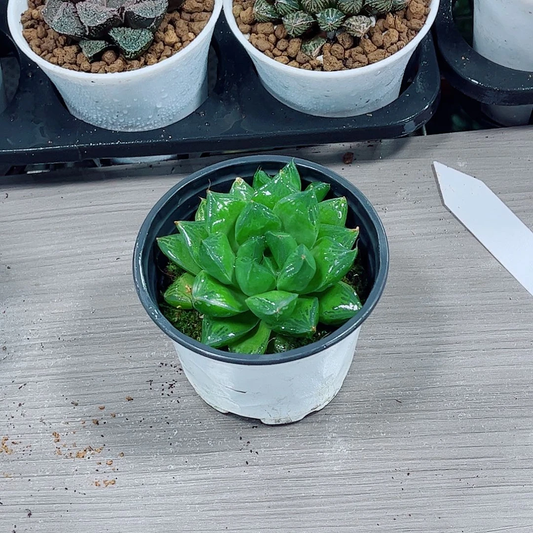 宝草玉露一勿一拍