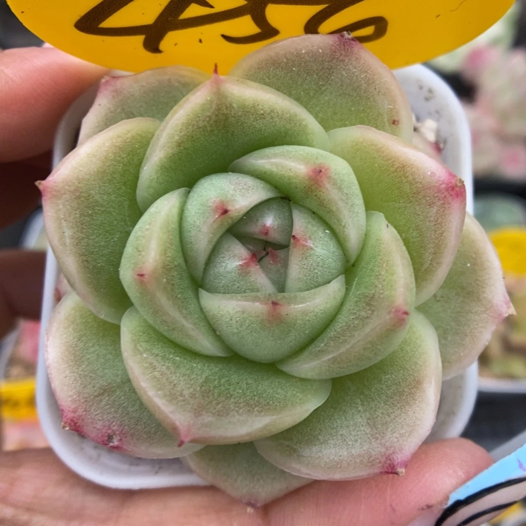 新品麦秆可拍454号。