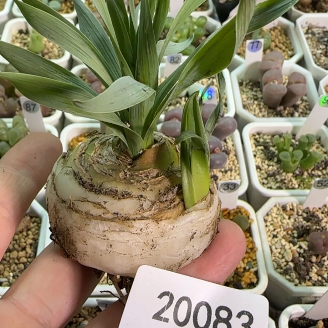 【闪购商品】20083超大球弹簧草